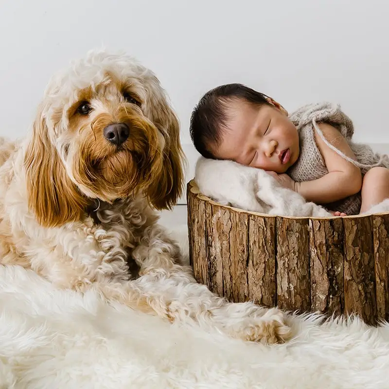 Newborn photography with dogs in Melbourne